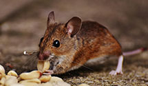 24 Hour & Emergency Exterminators in Grand Ridge, FL